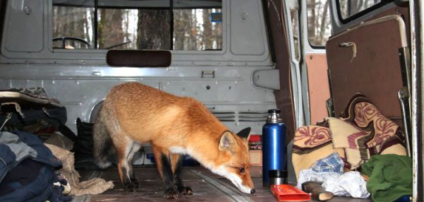 История о дружбе ученого и лисы получила развитие