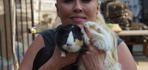 ЖИТЕЛЬНИЦА КАЛИФОРНИИ СОЗДАЛА ПРИЮТ ДЛЯ СОТЕН МОРСКИХ СВИНОК, ТАК КАК С ДЕТСТВА ОБОЖАЕТ ЭТИХ ЖИВОТНЫХ