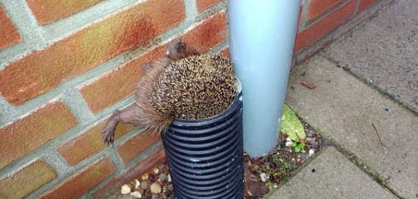 В Нидерландах спасли ежика застрявшего в трубе вверх ногами