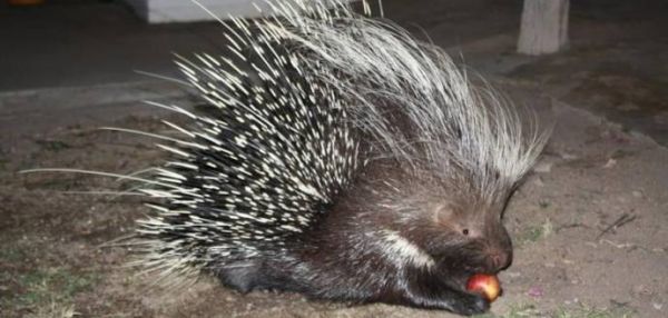 Спасенный дикобраз вернулся к людям спустя год с сюрпризом