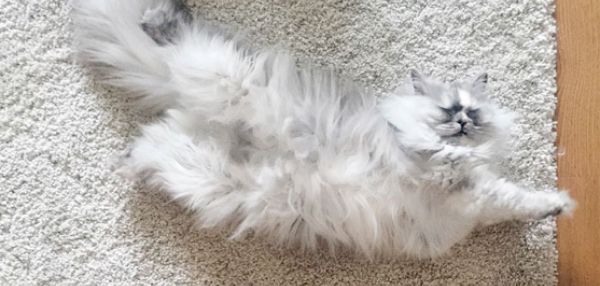 Выпадение шерсти у кошек: причины и лечение