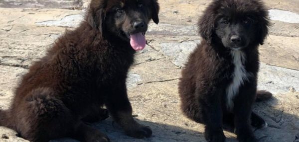 В КАНАДЕ С МАЛЕНЬКОГО НЕОБИТАЕМОГО ОСТРОВА СПАСЛИ СЕМЬ ЩЕНКОВ