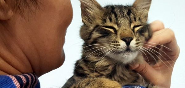 В Туркмении открылся первый приют для кошек и собак