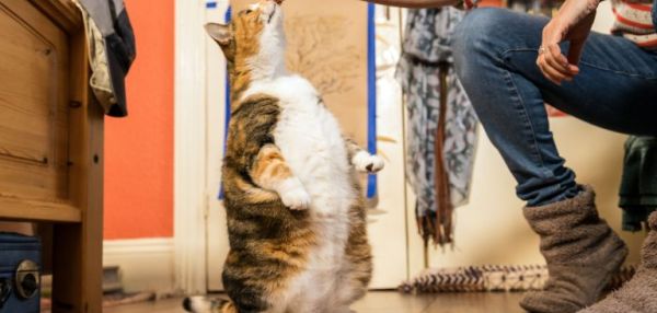 Перекормленная кошка из приюта снова стала стройной благодаря заботе новых хозяев