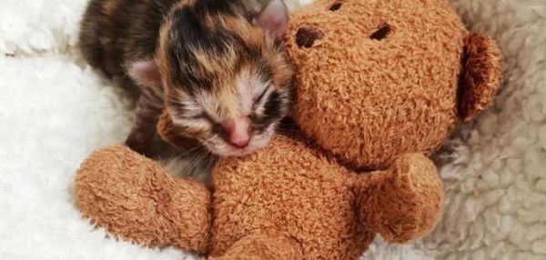 В АВСТРАЛИИ ЛЮДИ ВЫХОДИЛИ КРОШЕЧНОГО НЕДОНОШЕННОГО КОТЕНКА, РАЗМЕРОМ МЕНЬШЕ ЛАДОНИ