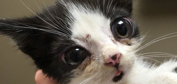 Женщине на крыльцо подбросили необычного котенка с огромными глазами