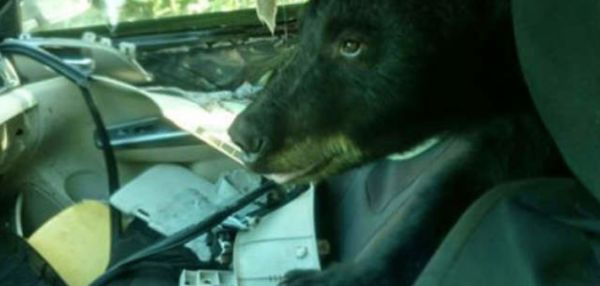 В КОЛОРАДО МЕДВЕДЬ-ХУЛИГАН ЗАЛЕЗ В МАШИНУ, СЪЕЛ БАНАНЫ И РАЗОДРАЛ ВСЕ ОСТАЛЬНОЕ