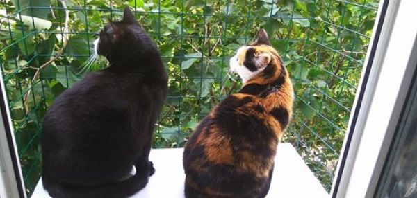 «Антикошка»: как выбрать сетки для окон и уберечь питомца