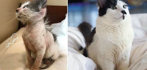 Женщина выходила облысевшего котенка, которого ждало усыпление