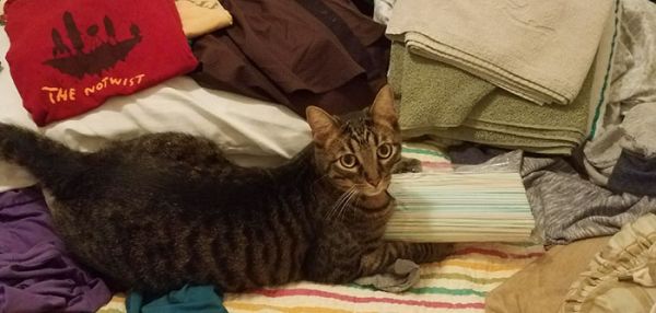 Кухонный воришка