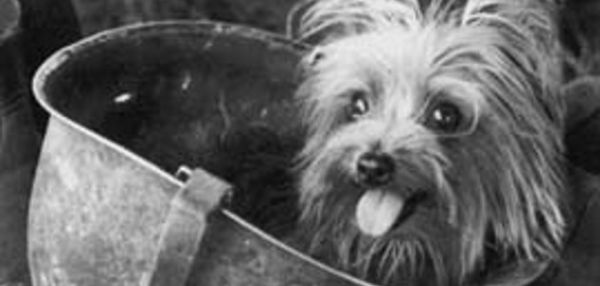 История комнатно-декоративных собачек