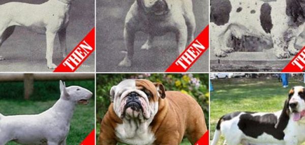 Эволюция собак за последние 100 лет