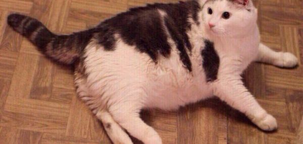 В Новосибирском приюте толстый кот Масик похудел ради шанса найти хозяев