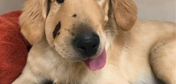 Героический щенок взял удар на себя, защитив хозяйку от ядовитой змеи