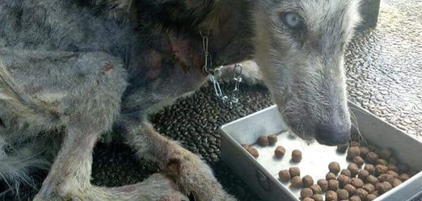 Парень выходил истощенного пса непонятной породы и он превратился в красавца хаски