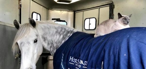КОТ ВЫРОС В КОНЮШНЕ И ВЫЕЗЖАЕТ НА ПРОГУЛКИ, СИДЯ НА ЛОШАДИ