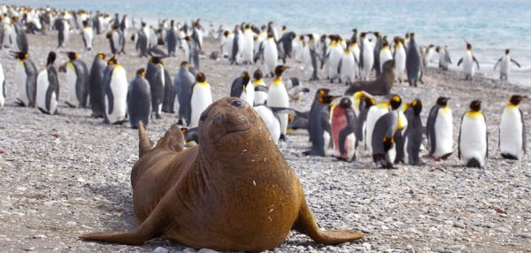 Человеческие эмоции животных