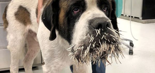С морды любопытного сенбернара удалили множество игл дикобраза