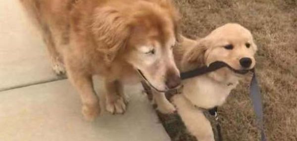 Щенок стал другом и поводырем для слепой собаки