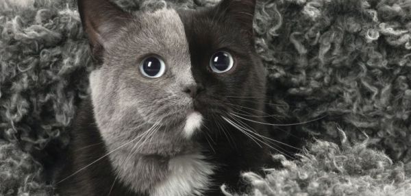 Двуликая кошка - особенная порода или случайная мутация?
