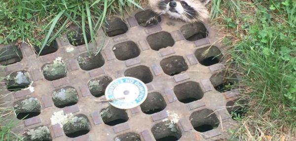 В США спасли застрявшего в решетке канализации енота