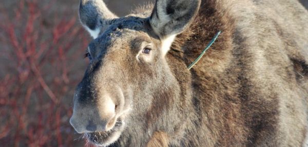 Житель Литвы подружился с лосихой