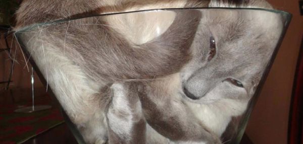 Еще несколько фотодоказательств того, что кошки — это жидкость