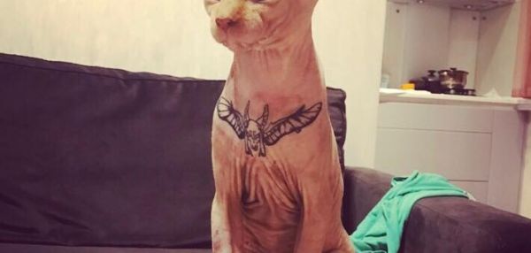 Хозяева сделали татуировку на груди своему коту. Теперь на них могут завести уголовное дело, если докажут, что кот подвергался пыткам