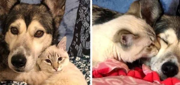 Собака помогла выходить котенка с парализованными лапками