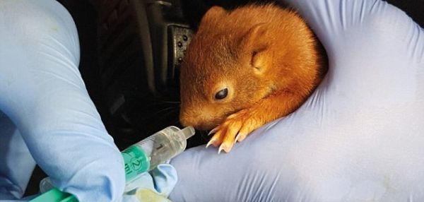 ПОЛИЦИЯ ПРИЮТИЛА БЕЛЬЧОНКА, КОТОРЫЙ БЕГАЛ ЗА МУЖЧИНОЙ, СЧИТАЯ ЕГО СВОЕЙ МАТЕРЬЮ