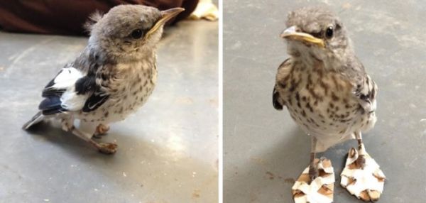 Придумали оригинальный способ помочь травмированной птице