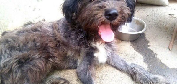 Бездомный пес из Ростова уехал к новой хозяйке в Мюнхен