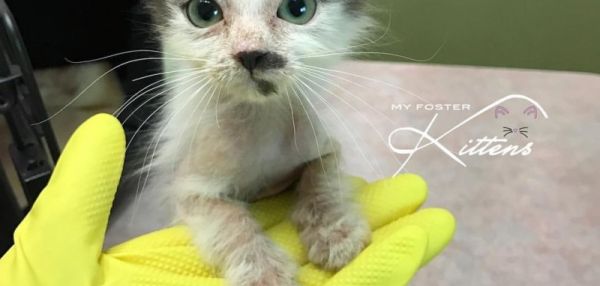 ЖЕНЩИНА ВЫХОДИЛА ОБЛЫСЕВШЕГО КОТЕНКА, КОТОРОГО ЖДАЛО УСЫПЛЕНИЕ, И ОН ПРЕВРАТИЛСЯ В ШИКАРНУЮ КОШКУ