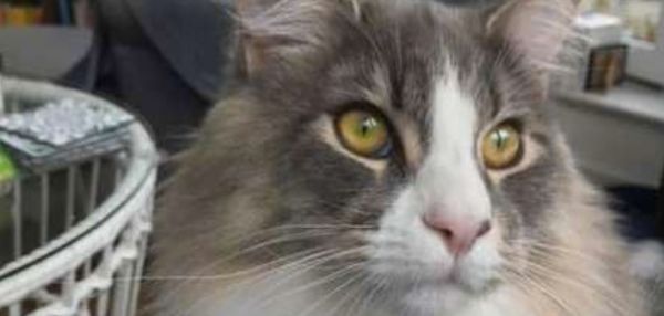 КОТ НА 2 НЕДЕЛИ ПРОПАЛ ИЗ ДОМА, А ПОТОМ ПОД БЕТОННЫМ ПОЛОМ СОСЕДСКОГО ГАРАЖА УСЛЫШАЛИ МЯУКАНЬЕ