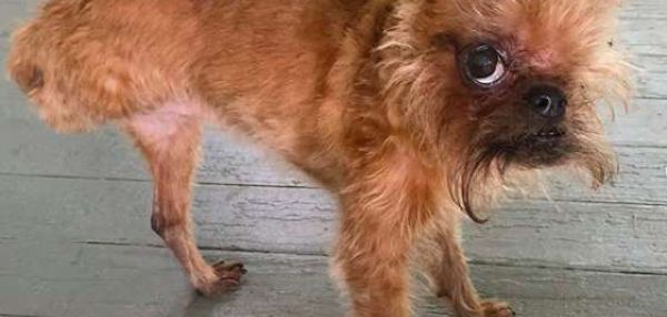 Одноглазому, трехногому и глухому на одно ухо песику всё-таки повезло найти любящую семью
