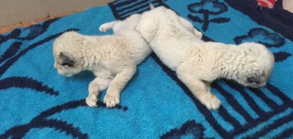 В крымском сафари-парке родились редкие белые львята