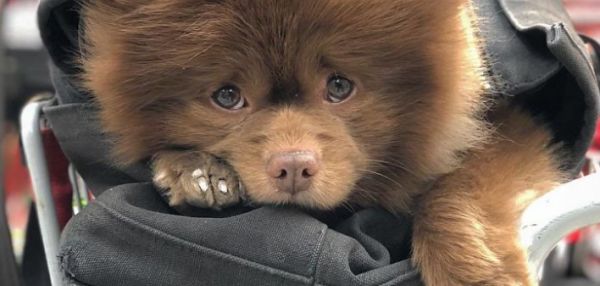 Заводчик избавился от щенка шпица, похожего на медвежонка, посчитав его слишком большим для породы