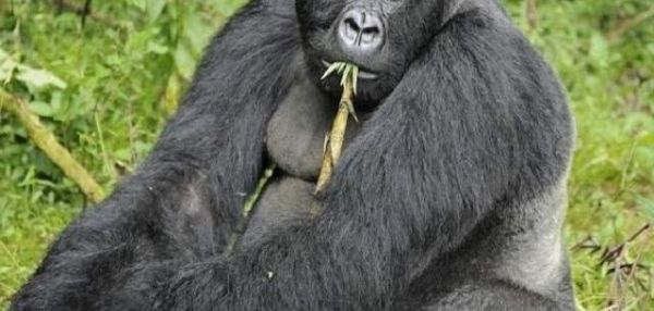 Животные-пьяницы: шестерка лидеров