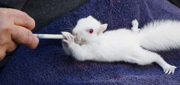 В Уилтшире нашли и выходили очаровательного бельчонка-альбиноса