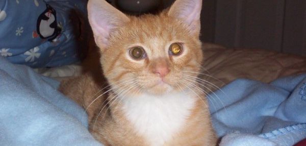 "СКАЗКА ДЛЯ БЕЙЛИ": НЕЖНАЯ ДРУЖБА КОТА И ДЕВОЧКИ