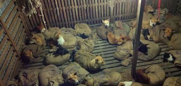 В Индии спасли 36 собак, которых засунули в мешки и хотели увезти в рестораны на мясо