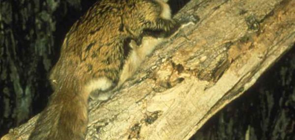 В США обнаружили белок, которые в ультрафиолете светятся розовым цветом