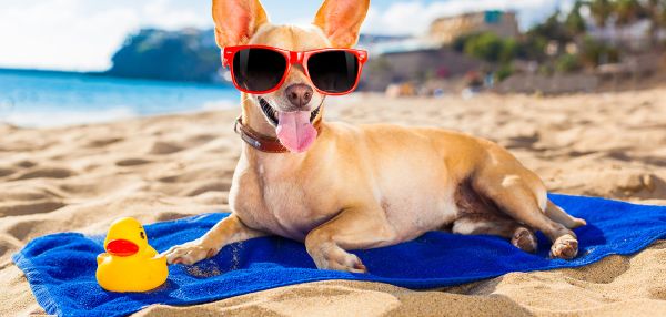 За границу - с домашним животным - Что необходимо для вывоза домашнего животного