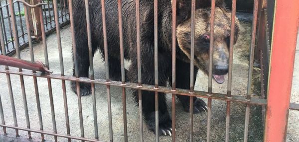 ПОСЛЕ 17 ЛЕТ В КЛЕТКЕ ЭТОТ МЕДВЕДЬ ВПЕРВЫЕ ХОДИТ ПО ЗЕМЛЕ, КУПАЕТСЯ В ПРУДУ И ВАЛЯЕТСЯ НА ТРАВЕ