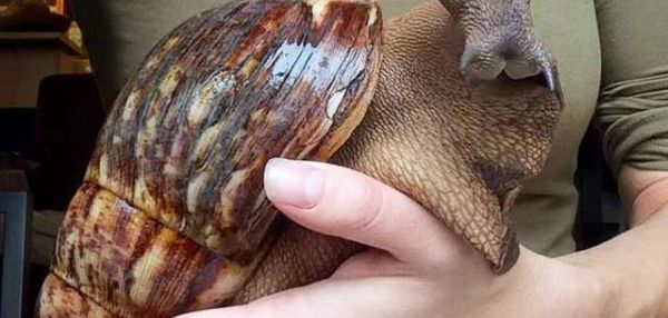 Гигантские улитки выглядят словно фотошоп, но они реально существуют