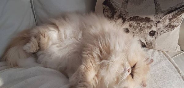 Кот помог мальчику-аутисту, а потом мальчик сделал все, чтобы помочь коту после травмы