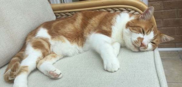 Потерявшийся кот вернулся к семье спустя 10 лет