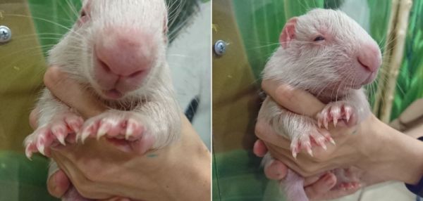 Кошачий бум охватил Китай: ради любимых котиков люди готовы на любые траты.