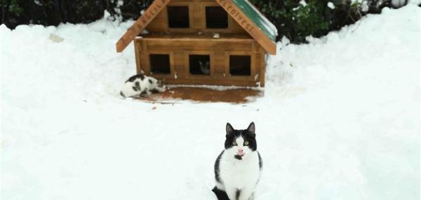 В Турции после похолодания активисты спасают собак и кошек