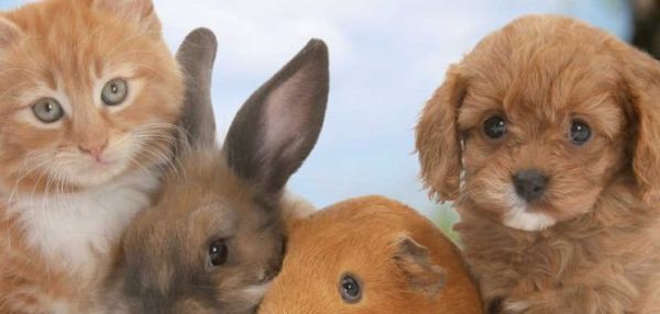 Налог на домашних животных в России в 2019 году